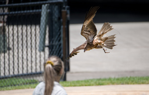 Whistling Kite prepared to land.