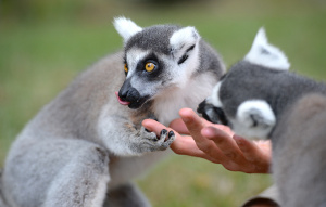 Ring-tailed Lemurs eating from a hand.