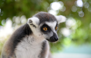 Ring-tailed Lemur staring to their left.
