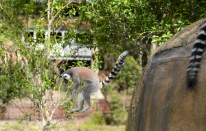 Ring-tailed Lemur standing in a field inspecting a plant.