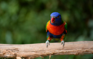 Rainbow Lorikeet standing on a branch facing the camera.