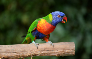 Rainbow Lorikeet standing on a branch looking to the left.