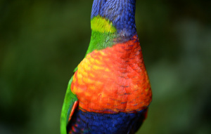 Close up of Rainbow Lorikeet's neck to show blue, green, and orange feathers.