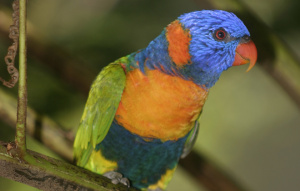 Red-Collared Lorikeet perched on a branch showing off bright blue, orange, and green colors.