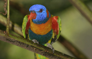 Red-Collared Lorikeet facing the camera while perched in a tree.