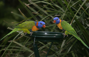 Two Red-Collared Lorikeets perched on a feeding bowl.