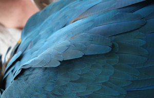 Blue-and-gold Macaw feathers very close up to show detail.