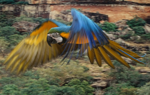 Blue-and-gold Macaw flying to the right with wings halfway through motion.