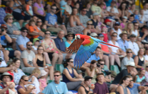 Green-winged Macaw flying at a show with many spectators in the background.