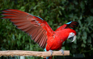 Green-winged Macaw standing on a branch with wings fully extended.