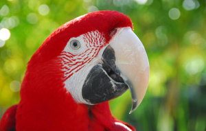 Green-winged macaw from neck up in profile view.