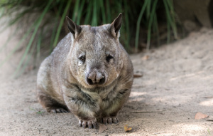 Meg the Southern Hairy-nosed Wombat standing and looking at the camera.