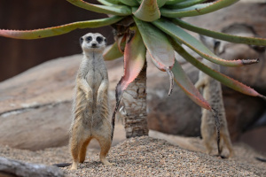 Molly the Meerkat standing on back legs with front paws raised.