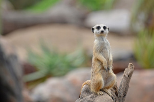 Molly the Meerkat sitting on back legs with front paws raised.