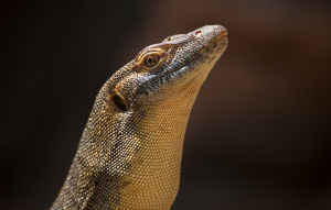 Mertens Water Monitor zoomed in to show detail of neck and head.