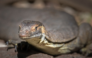 Mertens Water Monitor laying on a rock facing the camera.
