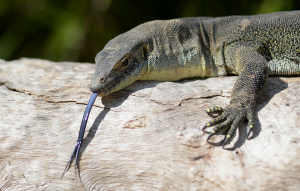 Mertens Water Monitor laying on a big rock with tongue out.