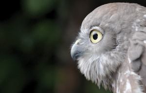 Profile view of a Barking Owl's head.