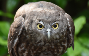 Barking Owl with eyes wide leaning forward toward camera.