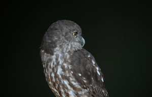 Barking Owl looking over their shoulder with black background.