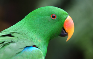 Close up view of a Eclectus Parrot's head.