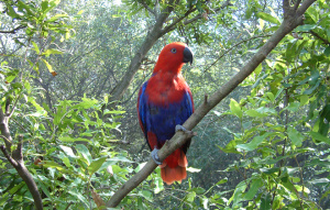 Red and blue Eclectus Parrot perched in a tree looking left.