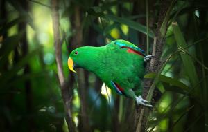 Green Eclectus Parrot perched in a tree leaning right.