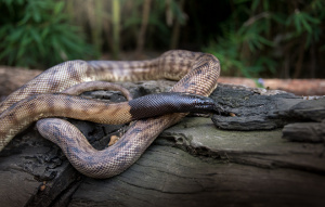 Black-headed Python on a log with whole body snaked.