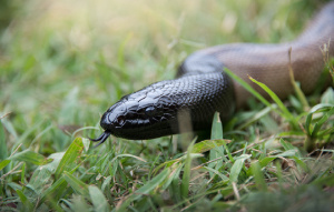 Black-headed Python's head in the grass.