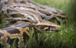 Burmese Python in the grass.