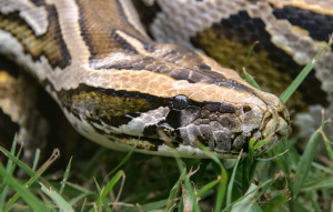 Burmese Python in the grass close up on the head.