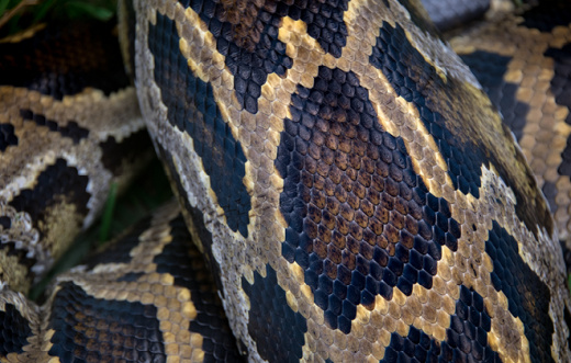 Burmese Python - Australia Zoo