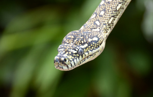 Diamond Python head in detail coming from the right with greenery in the background.
