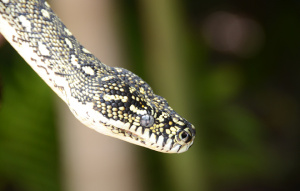 Diamond Python head in detail coming from the left with greenery in the background.