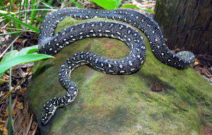 Diamond Python laying on a rock with body covering all of it.