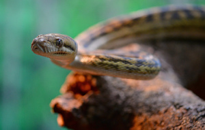 Scrub Python with head floating as body is on a branch.