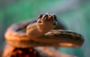 Scrub Python sticking their tongue out at the camera.