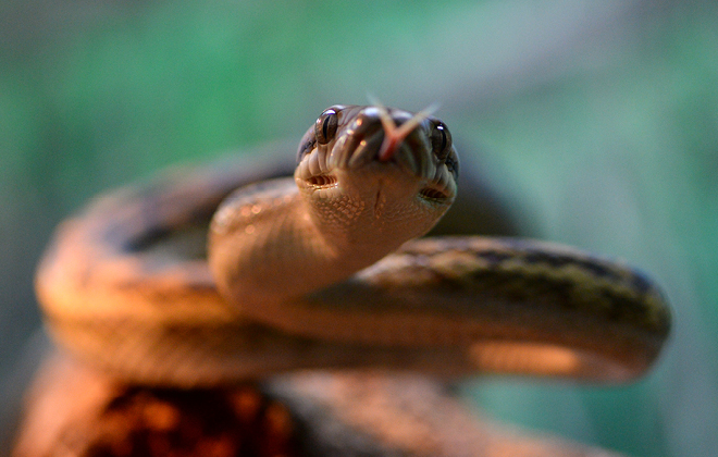 Check our our Scrub Python s at Australia Zoo