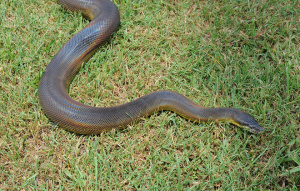 Water Python slithering on a grass.