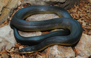 Water Python laying on a pile of rocks.