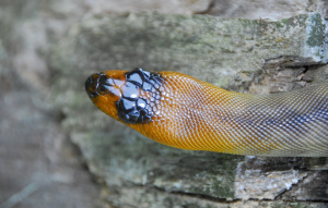 Woma Python cropped in on the head to show the yellow and green scales on a rock.