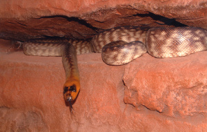 Woma Python laying in a red rock crevice and camouflaging.