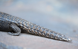 Close up of a Cunninghan Skink's tail.
