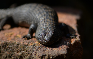 Cunninghan Skink laying on a rock facing the camera.