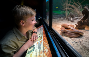 Robert Irwin looking at a Coastal Taipan Snake in their exhibit.
