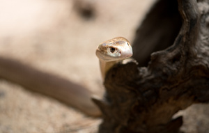 Coastal Taipan Snake popping their head up on a branch looking to the left.