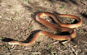 Coastal Taipan Snake slithering on the ground.