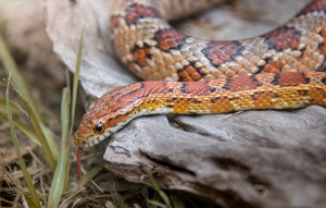 Corn Snake with head off the rock and tongue out.