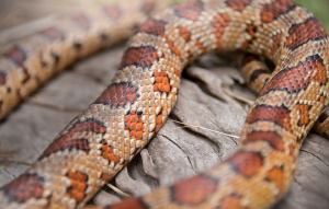 Body of a Corn Snake.