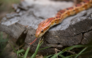 Corn Snake with their tongue sticking out.